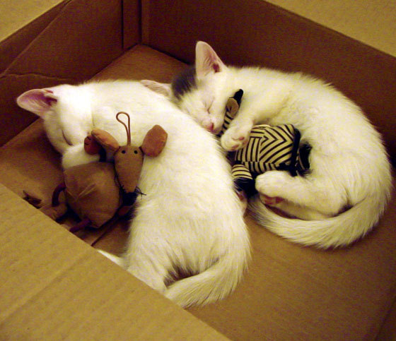 PSG控球率高，海湾者拼抢激烈，海湾官网