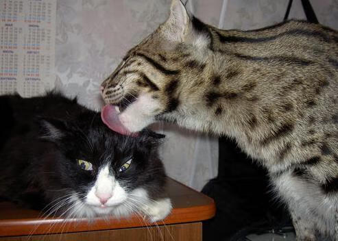 九游娱乐官网-中国女篮赛后团建增强凝聚力，中国女篮集体照片