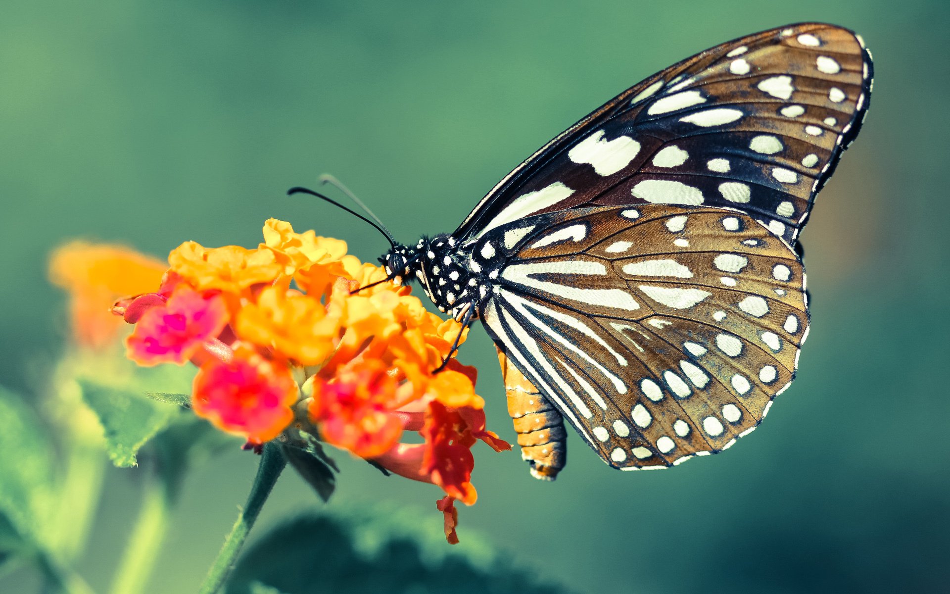 热刺利用定位球打开进球局面,热刺 目标