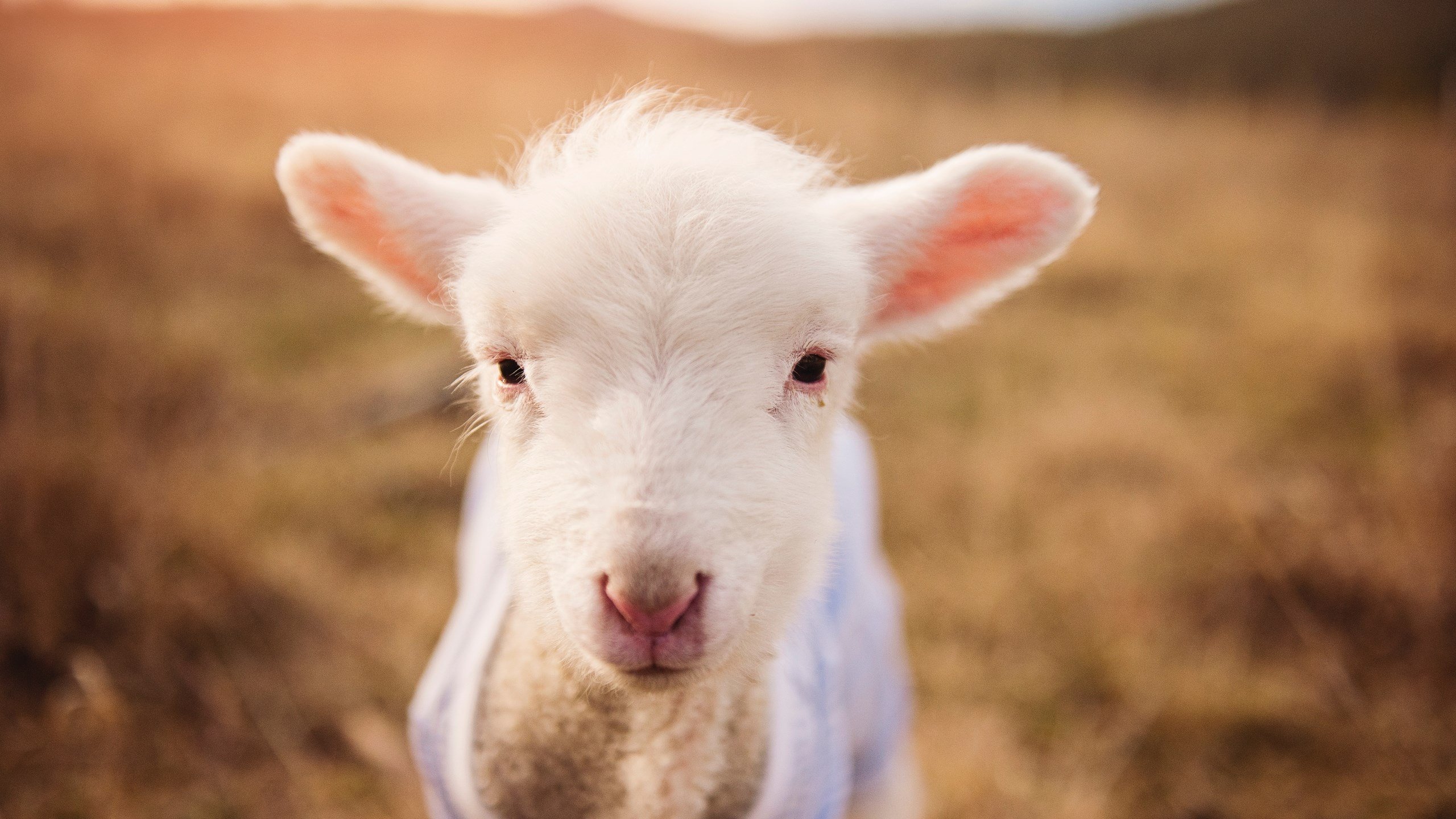 花样滑冰比赛精彩纷呈,花样滑冰比赛的视频(中国)