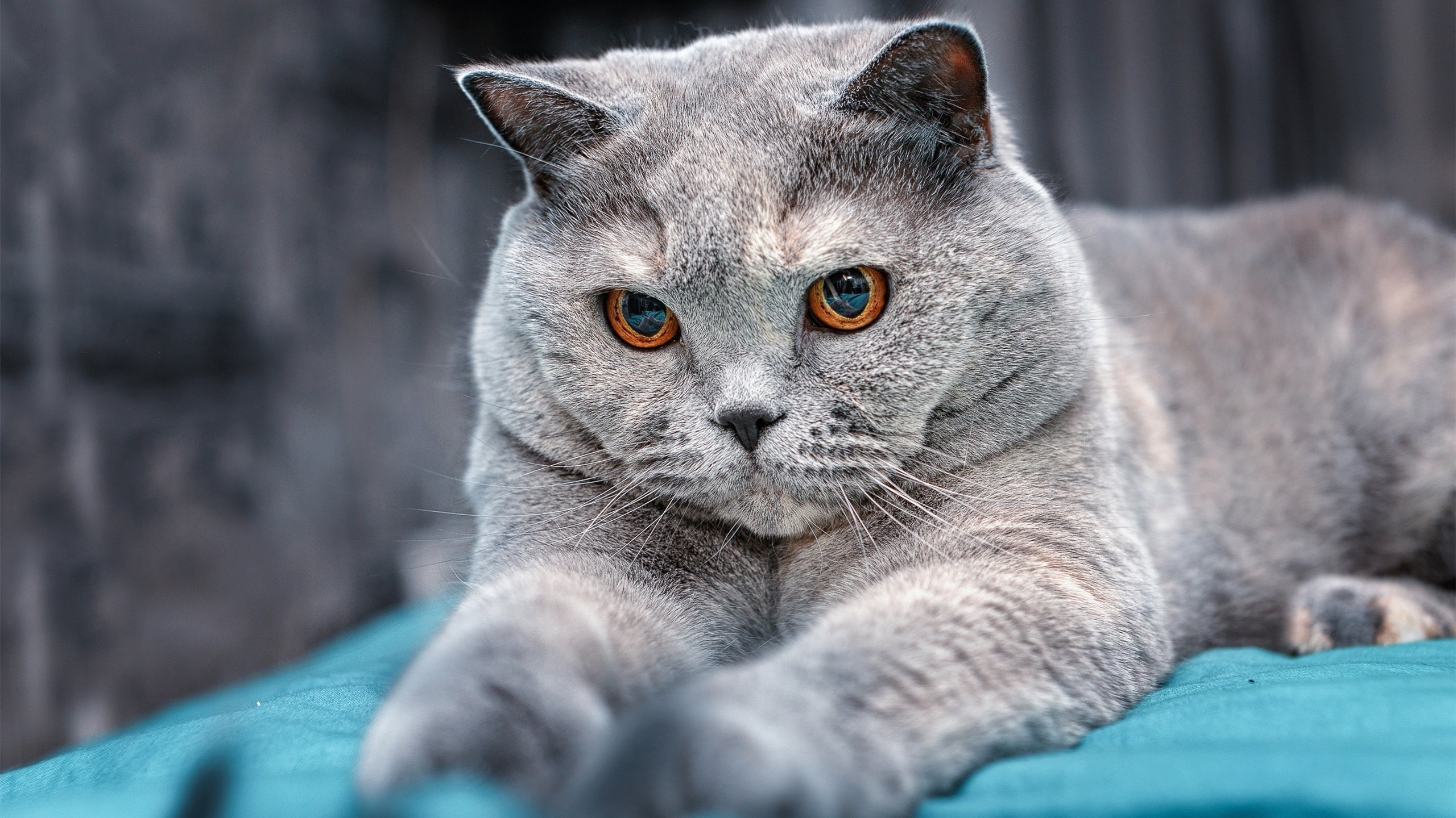 花样滑冰比赛精彩纷呈,花样滑冰比赛的视频(中国)