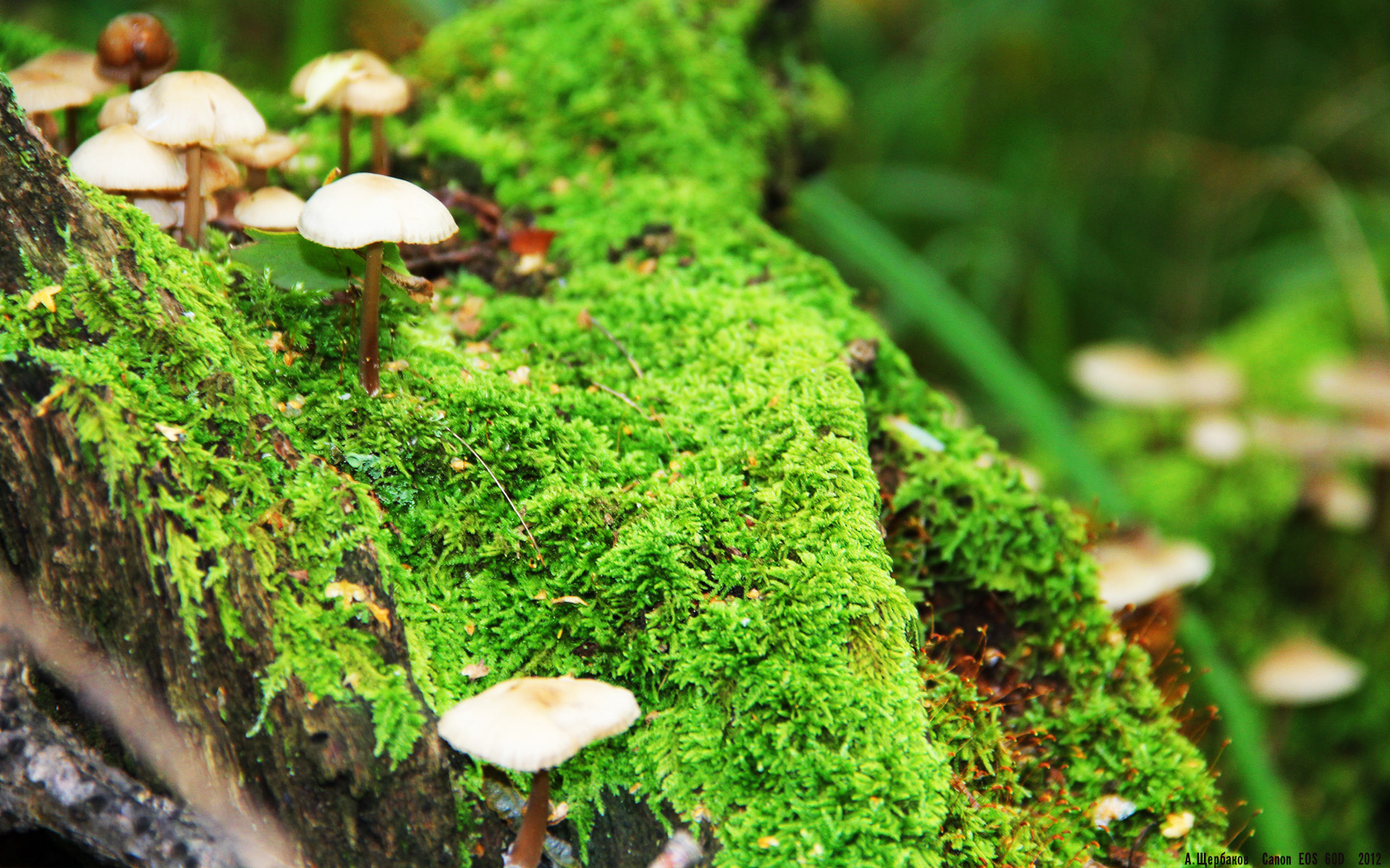 “费尔南多·比亚尔巴:从球场明星到阿根廷橄榄球的代言人”