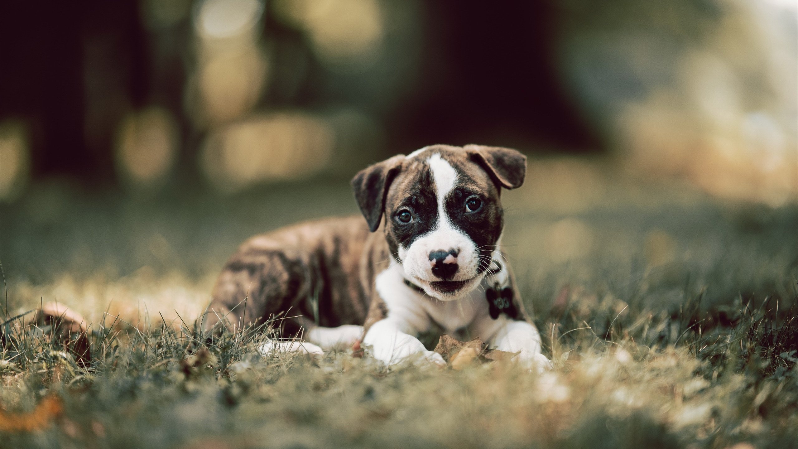 “马丁·高尔西的技术突破：美洲狮队防守体系的核心”