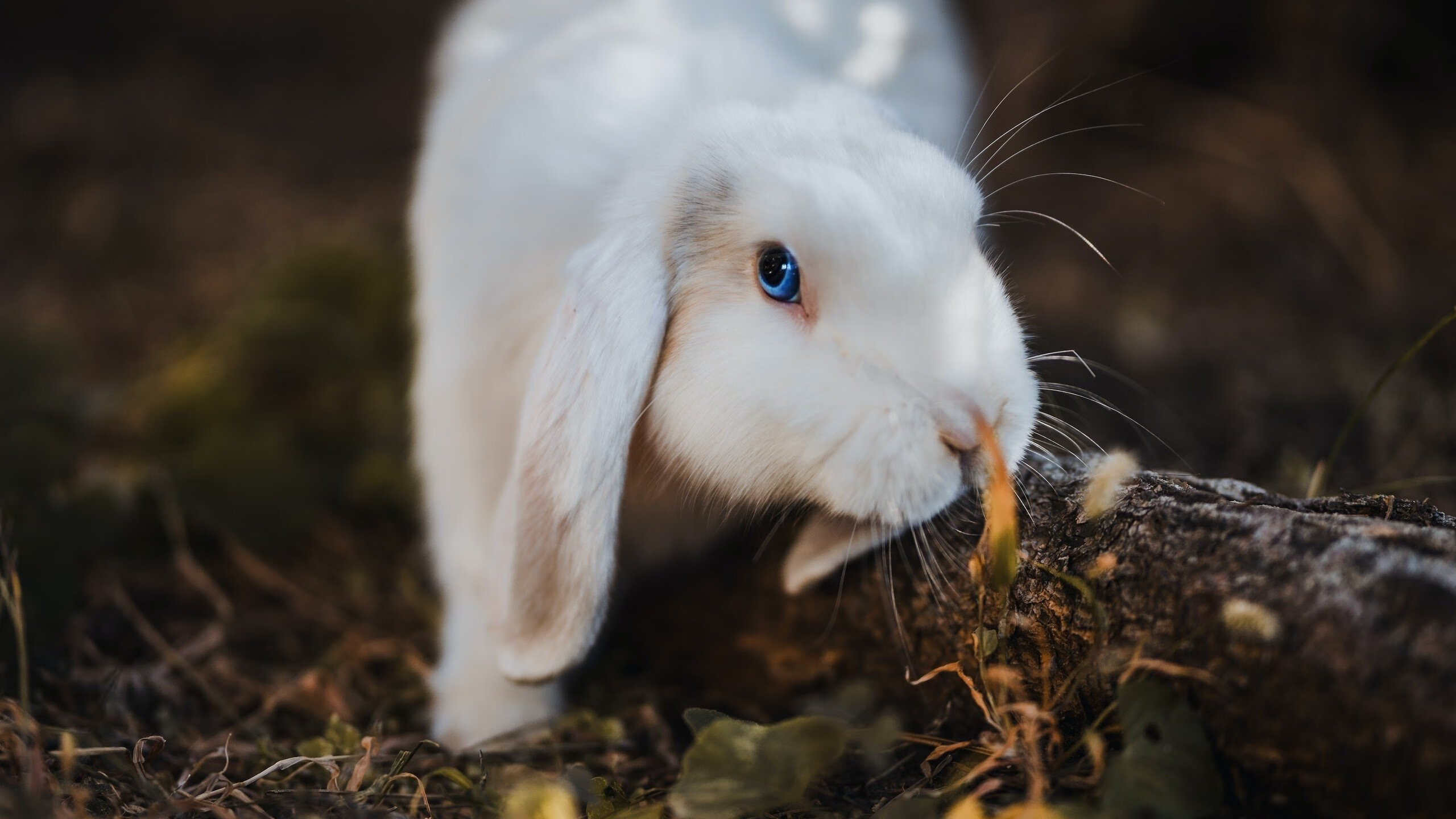 中立队悍将普里戈达完美发挥，中立队悍将普里戈达完美发挥图片