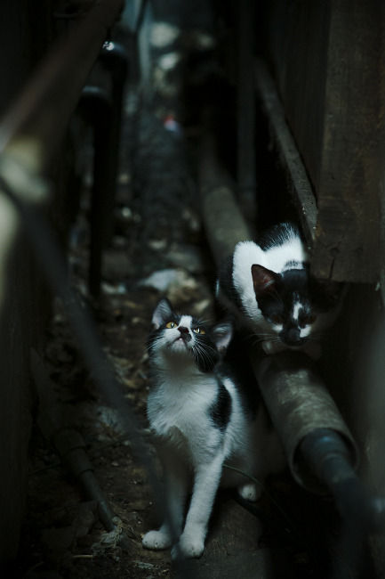 乔·波尔曼的全场表现，成为袋鼠队战术体系的核心，乔治波尔